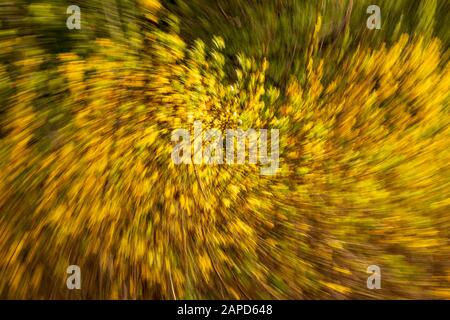 Riassunto di un albero in fiore. Effetto in-camera Foto Stock