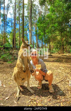 Donna felice che si posa accanto a un canguro in piedi nelle foreste della Tasmania in Australia. Incontro con l'animale marsupiale australiano Foto Stock