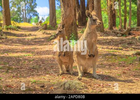 Due canguri, Macropus rufus, che si eravano in piedi nelle foreste tasmaniane dell'Australia. Animale marsupiale australiano in natura. Foto Stock