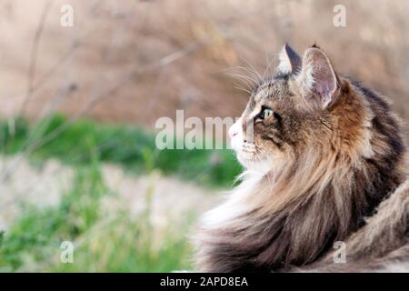 In prossimità di una bella fluffy norvegese delle foreste guardando in avanti. Vista di profilo. Ritratto di cat.guardare avanti concept Foto Stock