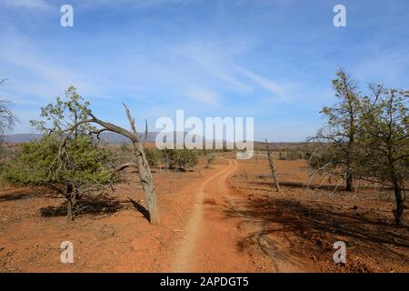 La pista di Arkapena attraversa il Flinders Ranges National Park per la guida fuoristrada, South Australia, Australia Foto Stock