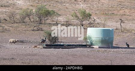 Una pecora, canguro ed emus sono raccolti intorno ad un serbatoio dell'acqua durante una siccità, la stazione di Rawnsley, il parco nazionale di Flinders Ranges, l'Australia del sud, l'Austra Foto Stock
