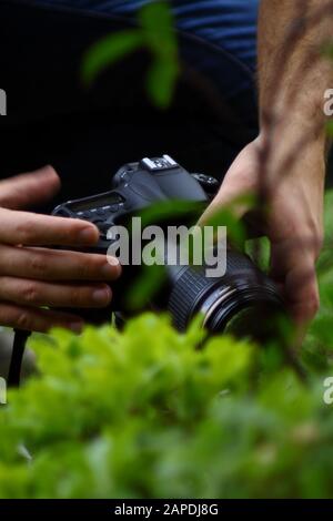 Bella coda forcuta farfalla su fiore giallo la fotografia macro da Wildlife Photographer da breve distanza Foto Stock