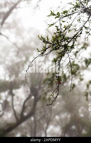 Questa foto è un closeup di un ragno su un ramo di albero con gocce di pioggia sulla seta e nebbia sullo sfondo nelle Blue Mountains dell'Australia. Foto Stock