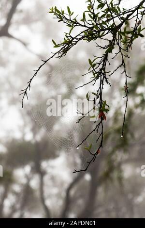 Questa foto è un closeup di un ragno su un ramo di albero con gocce di pioggia sulla seta e nebbia sullo sfondo nelle Blue Mountains dell'Australia. Foto Stock