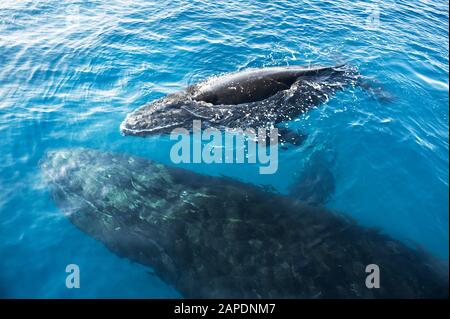 Le megattere, madre e del polpaccio (Megaptera novaeangliae), Hervey Bay, Queensland, Australia Foto Stock