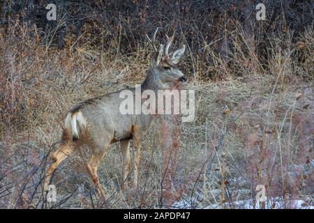 Mulattiere buck cervo (Odocoileus hemionus) sta attento ad ascoltare una potenziale minaccia, Castle Rock Colorado USA. Foto Scattata A Dicembre. Foto Stock