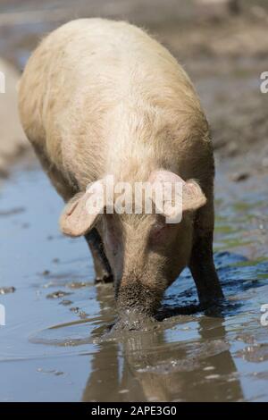 Maiale bere un sacco di acqua fangosa vicino alla riva del mare. Foto Stock