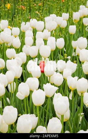 Letto di Tulipa bianca a forma di tazza singola 'Pax' - fiori di tulipano in primavera, Major's Hill Park, Ottawa Tulip Festival, Ontario, Canada Foto Stock