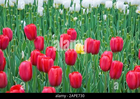 Letto di Tulipa rosso, giallo e bianco - fiori di tulipano in primavera, Major's Hill Park, Ottawa Tulip Festival, Ontario, Canada Foto Stock
