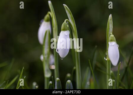 Closeup di nevicate con gocce d'acqua su di loro circondato da erba con uno sfondo sfocato Foto Stock