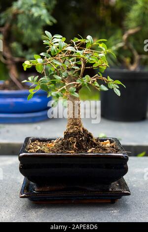 Primo piano di una bella pianta bonsai in un pentola quadrata in ceramica Foto Stock