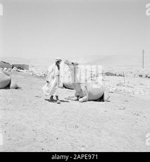 Israele 1960-1965: Deserto Negev, beduino Descrizione: Beduino a dromedaries Data: 1 gennaio 1960 Località: Israele, Negev Parole Chiave: Beduini, montagne, dromedari, panorami, deserti Foto Stock