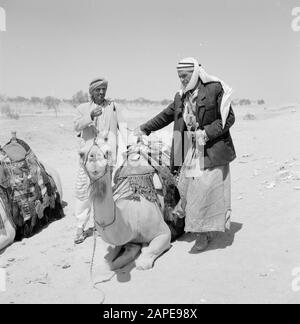 Israele 1960-1965: Deserto di Negev, Beduins Descrizione: Bedouins ai loro dromedaries rattristati Data: 1 gennaio 1960 luogo: Israele, Negev Parole Chiave: Bedouins, dromedaries, accapatoi, uomini, deserti, selle Foto Stock