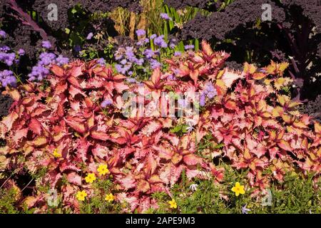 Confine giardino all'inizio dell'autunno con fiori gialli di cinquefolio di Potentilla, Solenostemon rosso - arbusti di Coleus in primo piano con fiori di filo interdentale blu Foto Stock