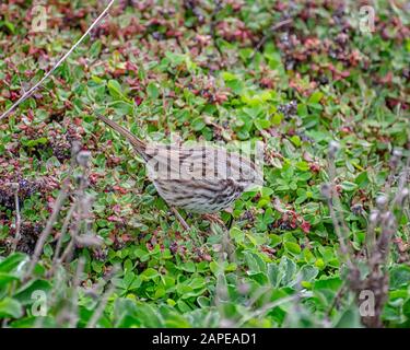 Canzone Sparrow (Melospiza melodia), Monterey County, CA. Foto Stock