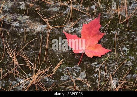 Primo piano di Acer rosso - foglia di acero circondato da Pinus caduta - aghi di pino su superficie rocciosa coperta di Bryophita verde - Moss e lichen crescita Foto Stock