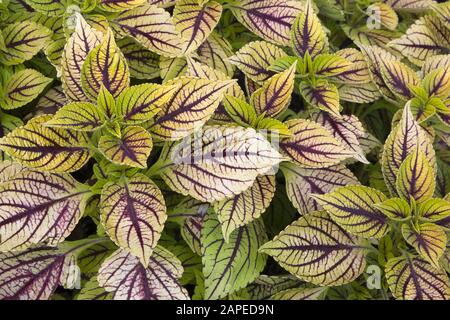 Primo piano di verde e viola Solenostemon - Coleus piante in estate. Foto Stock