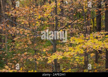 Rami di albero decidui con foglie gialle e marroni in autunno Foto Stock