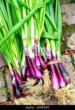 Primo piano di scalogni rossi freschi di giardino in un mercato locale di fama. Foto Stock