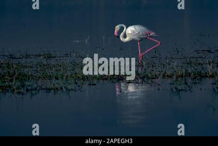 Un Grande fenicottero fenicopterus roseus, Passeggiate in un lago con riflessione, scenico concetto di vita selvaggia Foto Stock