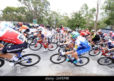 Adelaide Hills, Australia. 23 Gennaio 2020. Eventuale vincitore Richie Porte (AUS) del Trek-Segafredo (USA) Team (numero 11) sulla tappa 3 del Tour Giù Sotto gara ciclistica passando attraverso l'area di Houghton delle Adelaide Hills in Australia. Credit: Russell Mountford/Alamy Live News. Foto Stock