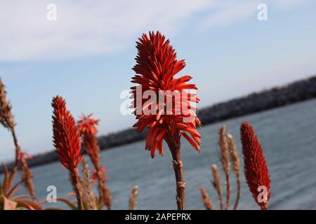 California Torch Lily Foto Stock