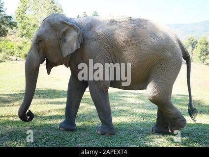 Primo piano di un elefante asiatico Foto Stock