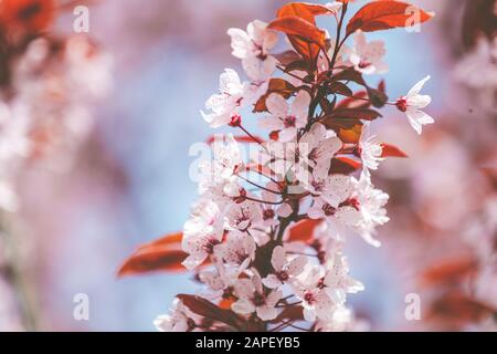 Albero rosa in fiore nel parco. Primo piano di rosa fiore ramo di prugna, Prunus cerasifera Nigra, durante la stagione primaverile su sfondo blu rosa Foto Stock