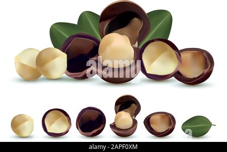 Noci macadamia isolato su sfondo bianco. Noci sgusciate e sgusciate con foglie verdi. Gustosi noci di macadamia. Macadamia organica. Illustrazione del vettore Illustrazione Vettoriale