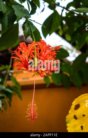 Frangia Hibiscus fiore o Hibiscus schizopetalus fiore fioritura a Wat Phra That Doi Chan nel distretto di Mae Tha, Thailandia. Questo fiore è rosso con il Foto Stock