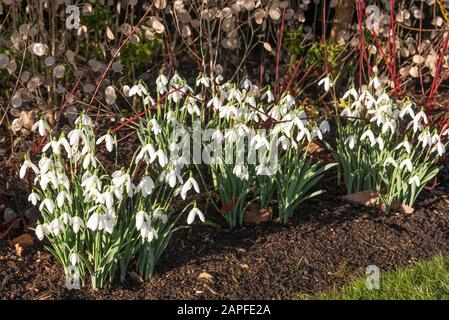 Galanthus elwesii 'mrs Macnamara' Foto Stock