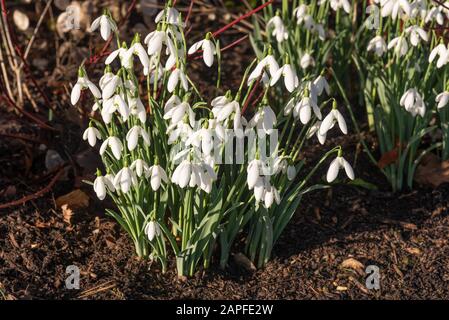 Galanthus elwesii 'mrs Macnamara' Foto Stock