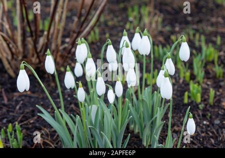 Galanthus elwesii 'mrs Macnamara' Foto Stock