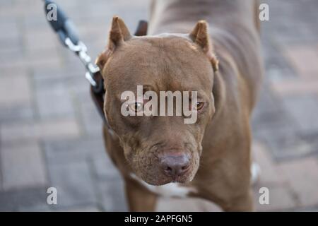un cane (pitbull) mentre si cammina lungo la strada Foto Stock
