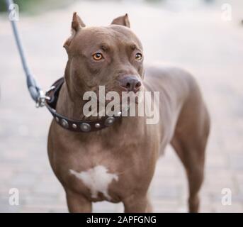 un cane (pitbull) mentre si cammina lungo la strada Foto Stock