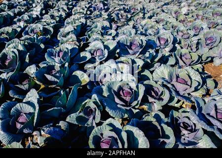 La piantagione di Lombard orchard, sano ed antitumorali. Foto Stock