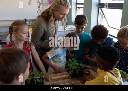 Insegnante femminile intorno ad una scatola di piante per una lezione di studio di natura in una scuola elementare classe Foto Stock