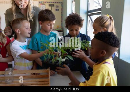 Insegnante femminile intorno ad una scatola di piante per una lezione di studio di natura in una scuola elementare classe Foto Stock