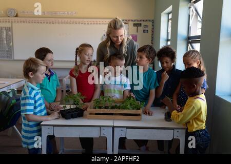 Insegnante femminile intorno ad una scatola di piante per una lezione di studio di natura in una scuola elementare classe Foto Stock