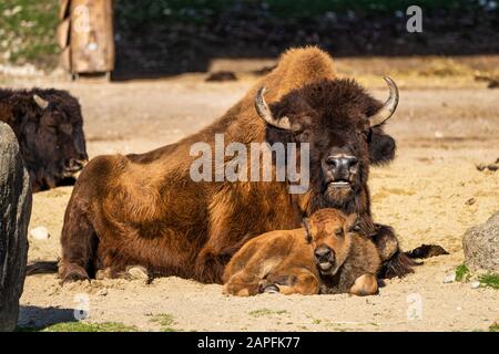 I bisonti americani o semplicemente bison, anche comunemente noto come il bufalo americano o semplicemente di Buffalo, è un North American specie di bisonti che una volta in roaming Foto Stock