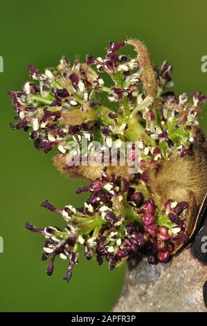 Fiore di cenere che esplode in primavera. Dorset, Regno Unito, aprile Foto Stock