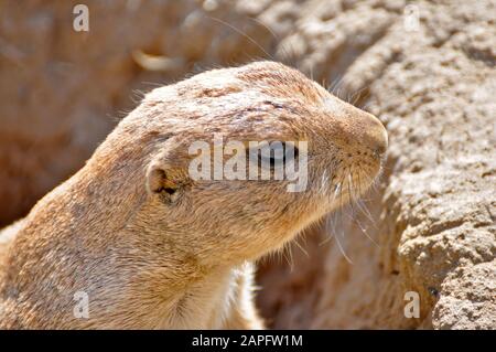 Un gopher o scoiattolo terra osservando il suo ambiente Foto Stock