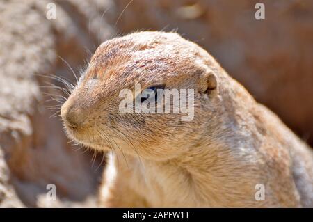 Un gopher o scoiattolo terra osservando il suo ambiente Foto Stock