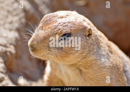 Un gopher o scoiattolo terra osservando il suo ambiente Foto Stock