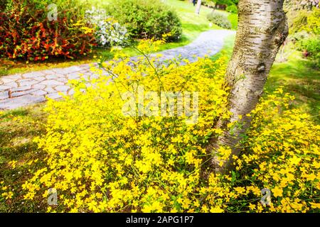 Rosa giapponese Kerria japonica 'Guinea d'oro' primavera giardino sentiero marciapiede fiori aprile Foto Stock