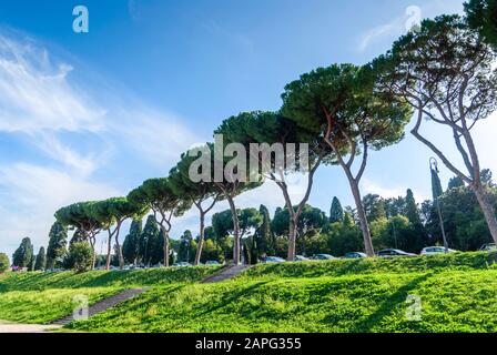 Italian Stone Pines Pinus Pinea conosciuta anche come Umbrella Pines e Parasol Pines, alti alberi vicino al colle Aventino, Roma. Italia. Foto Stock