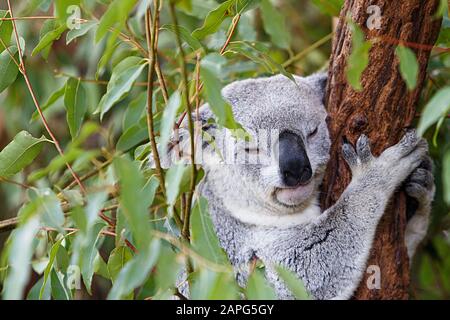 dormendo koala che stringe il tronco di eucalipto, brisbane - australia Foto Stock