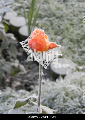 Primo piano di rosebocciolo congelato, coperto di gelo, tessuto di pannocchia congelato, fogliame congelato, prato congelato, pali da giardino sullo sfondo Foto Stock