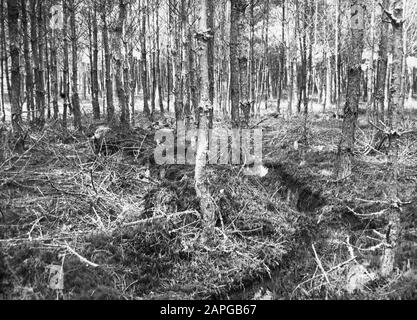 Isolamento fosso//Data: Parole Chiave non date: Piante superiori, danni, funghi Nome personale: Pineta Foto Stock